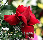 El aroma de la rosa parece traer muy buenos resultados a las mujeres