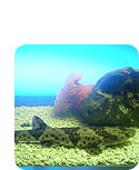 Un día en el acuario